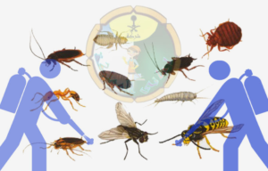 شركات رش المبيدات بدبي