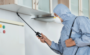 مكافحة حشرات بعجمان