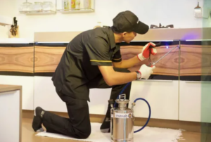 افضل شركات مكافحة الفئران في دبي