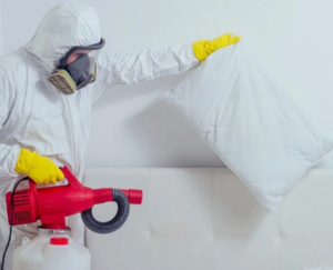 شركة مكافحة حشرات برأس الخيمة