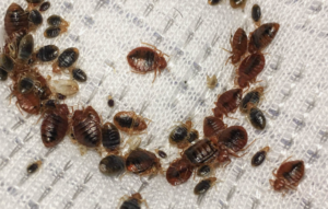 شركة رش بق الفراش في دبي