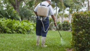 شركه رش حشرات في الشارقة