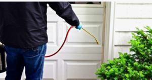 شركه تنظيف حشرات في الشارقة