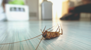 شركات مكافحة الصراصير في الشارقة