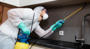 شركة مكافحة حشرات راس الخيمة