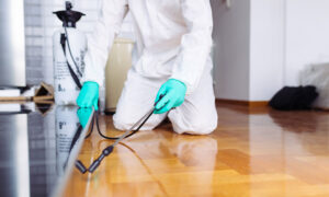 مكافحه حشرات وقوارض