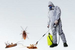 شركة للقضاء علي الصراصير