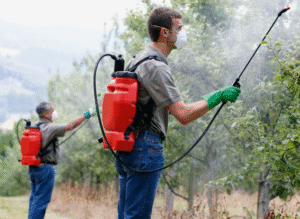شركة رش مبيدات براس الخيمة