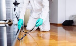 مكافحة حشرة البق دبي