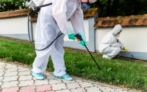 مكافحة حشرة البق دبي