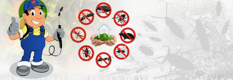 شركة مكافحة الحشرات بمصفوت