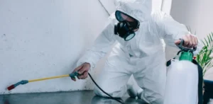 شركة مكافحة حشرات دبي