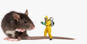 شركة مكافحة القوارض بمصفوت