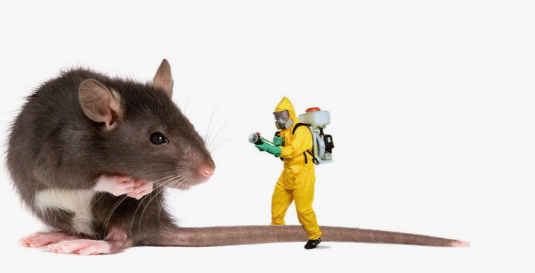 شركة مكافحة القوارض بمصفوت